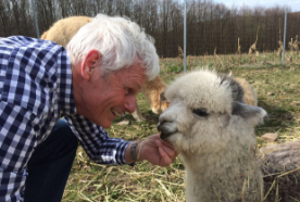 Alpaka Wolle spinnen